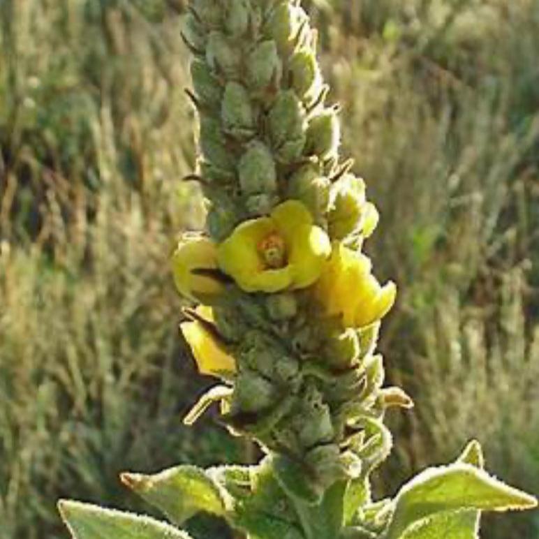 Menthol Mullein Balm